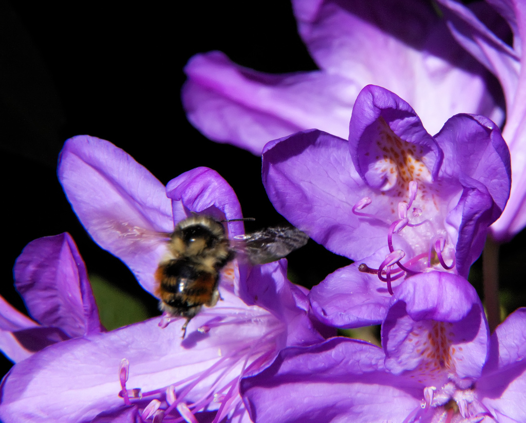 Bzzzzy Bee