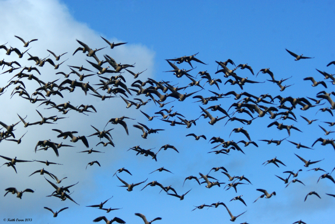 Cackling Geese