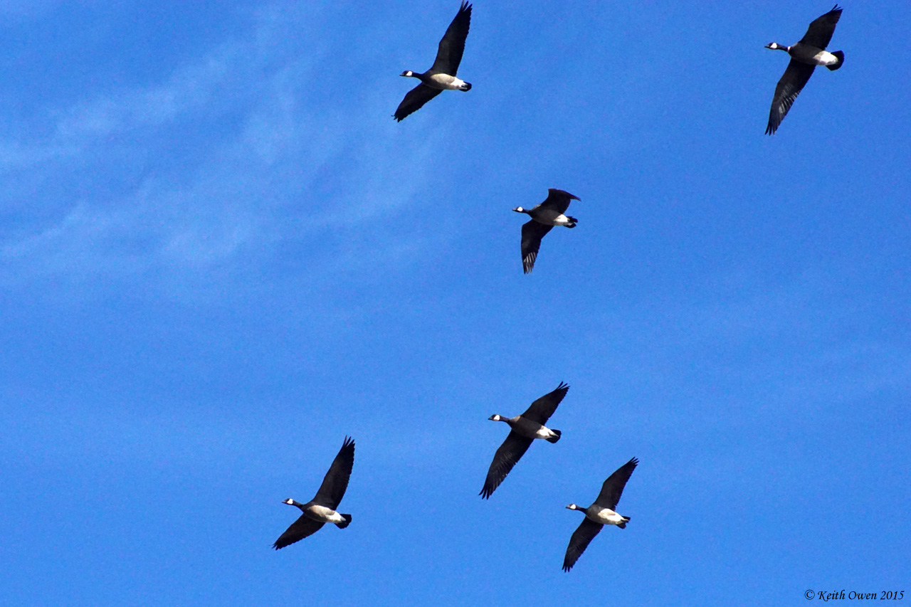 Cackling Geese