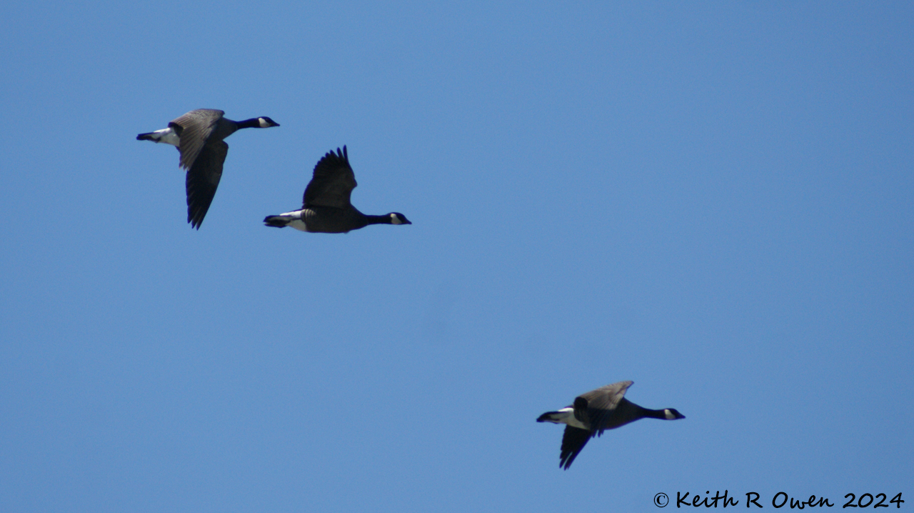 Cackling Goose