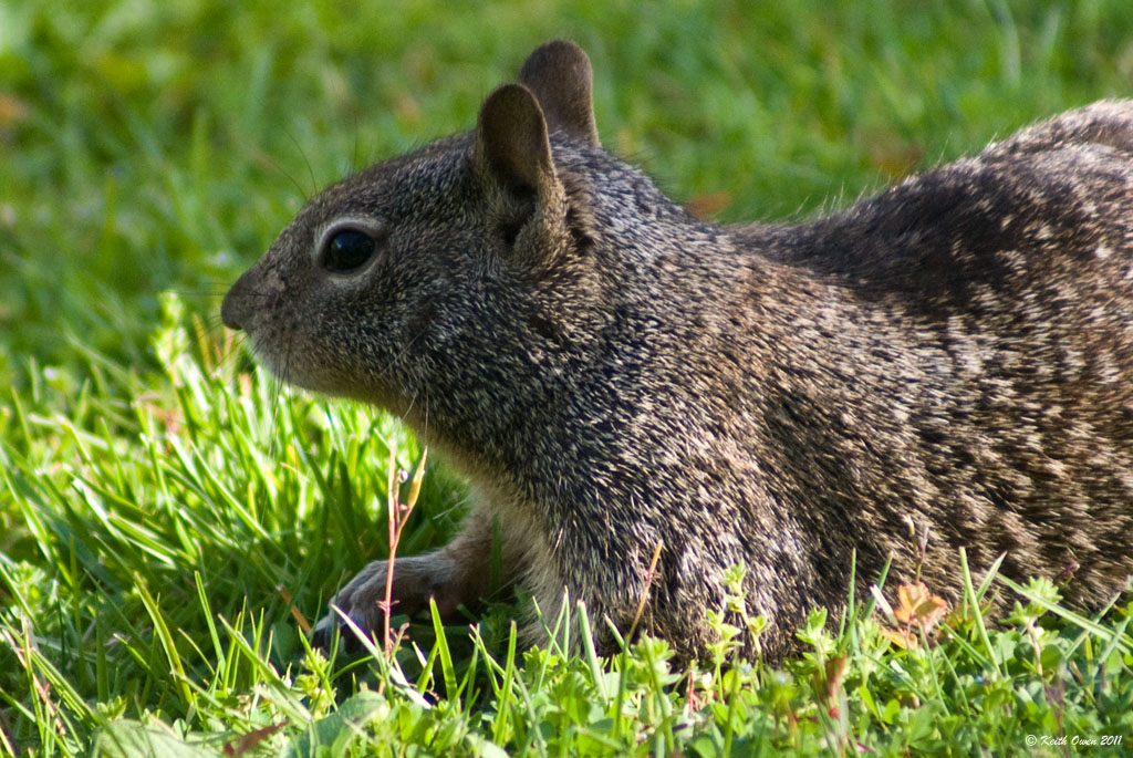 California Ground Squirrel