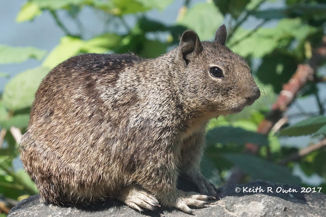 California Ground Squirrel