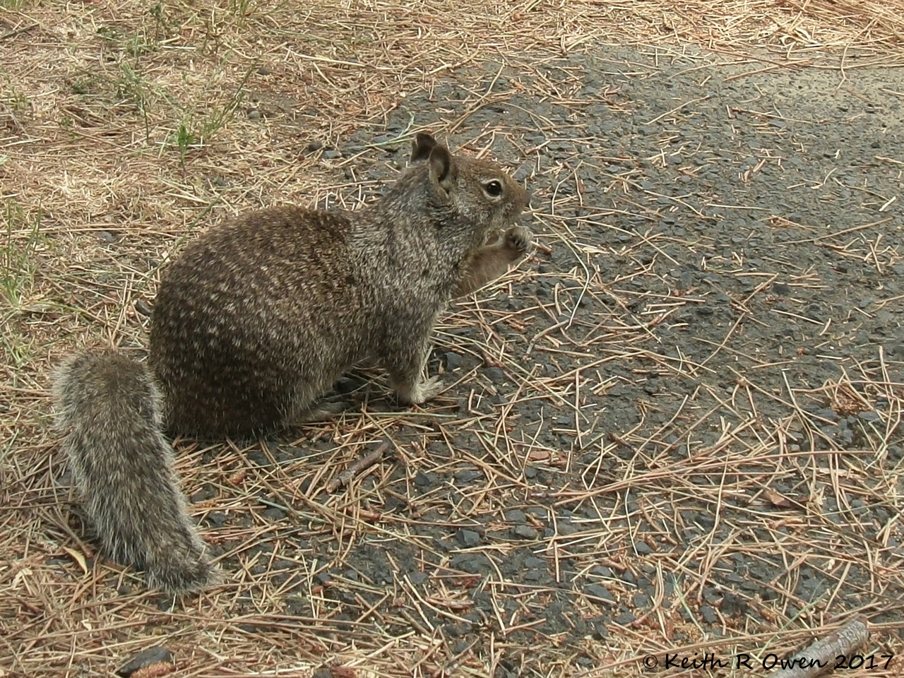 California Ground Squirrel