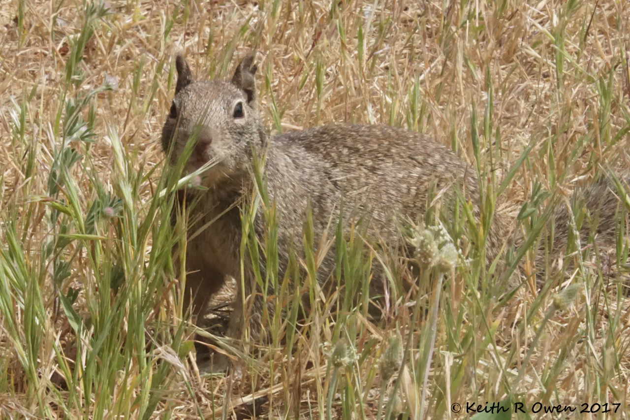 California Ground-Squirrel