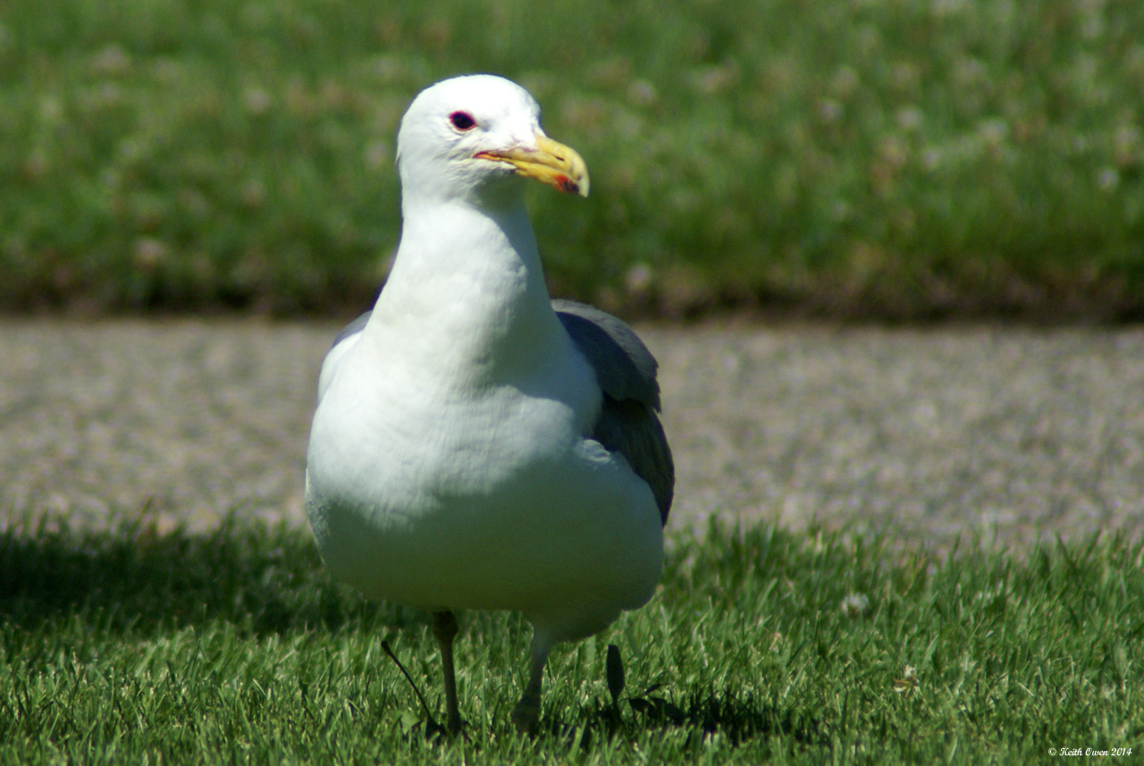 California Gull
