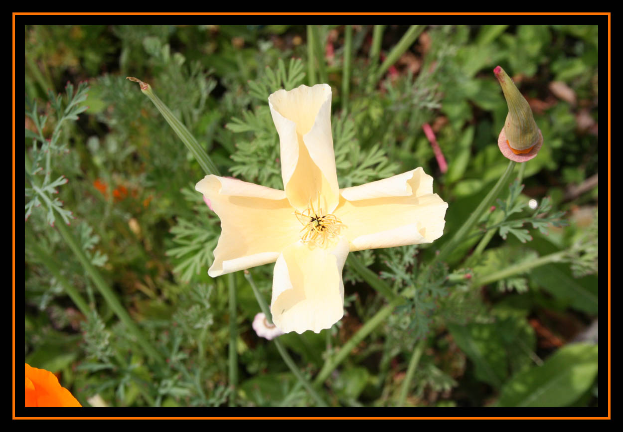 California Poppy Hybrid