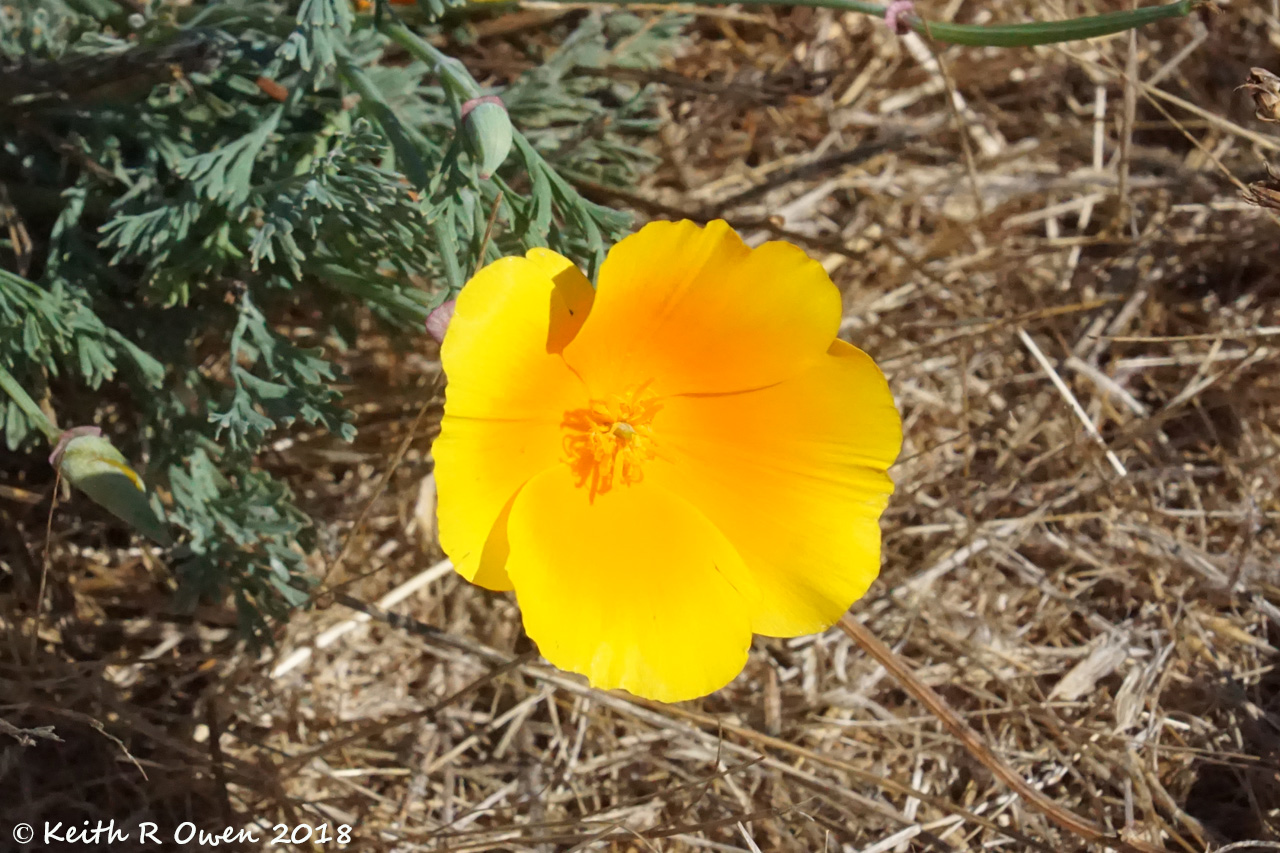 California Poppy
