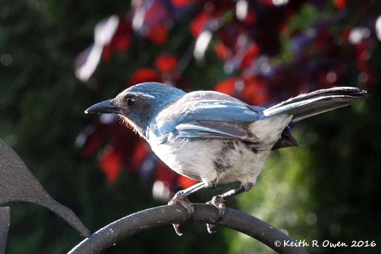 California Scrub-Jay