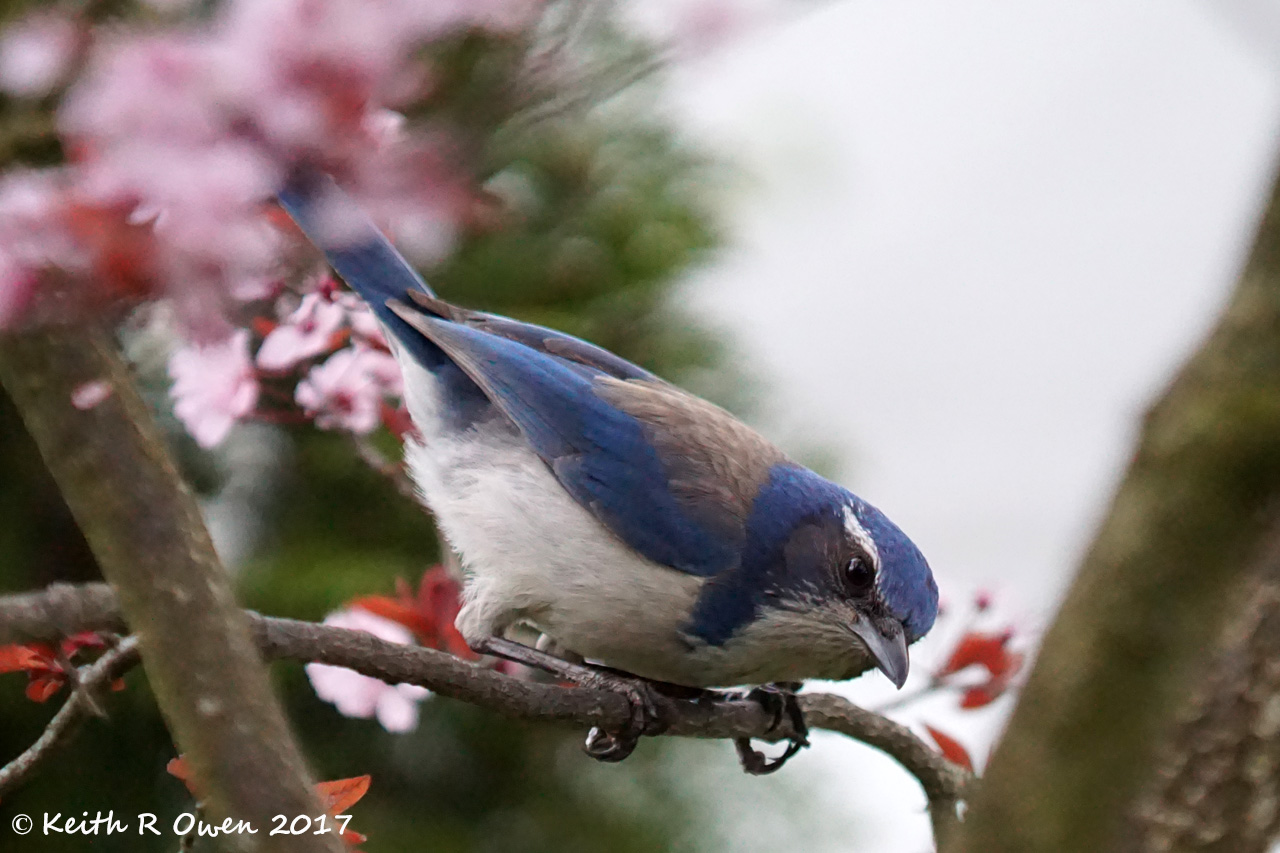 California Scrub-Jay
