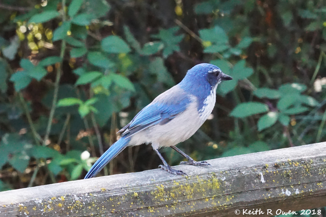 California Scrub-Jay