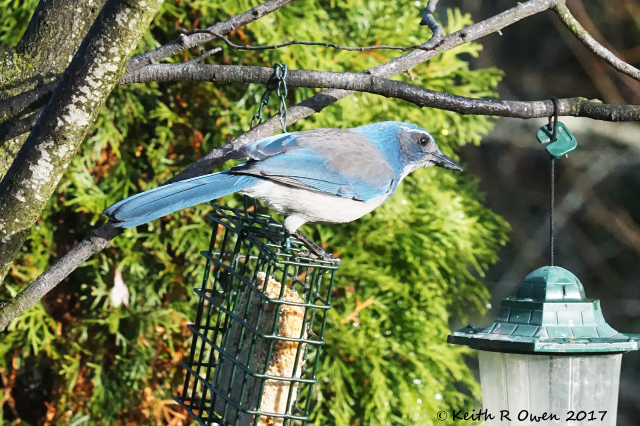 California Scrub-Jay