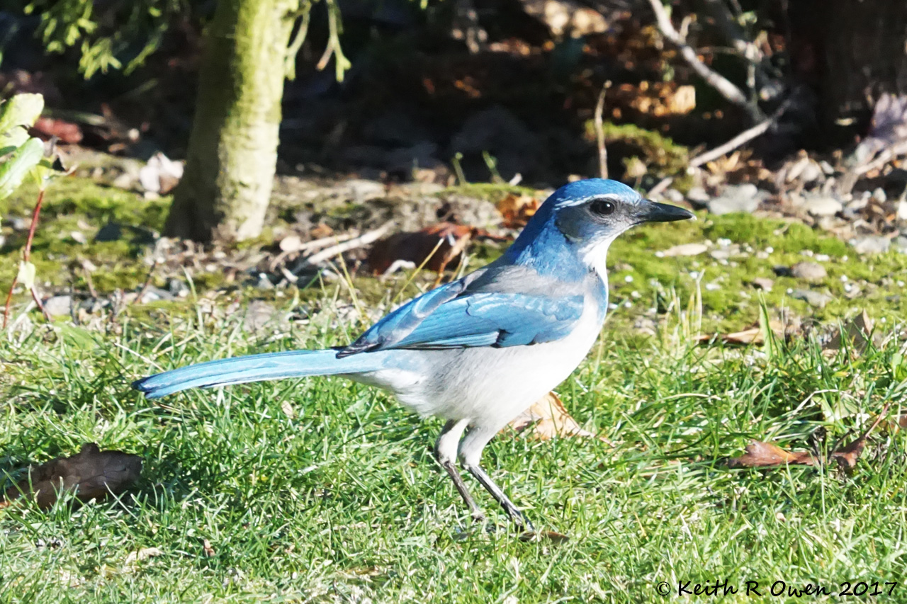 California Scrub-Jay