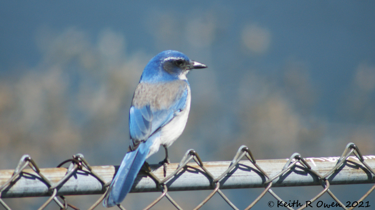 California Scrub-Jay