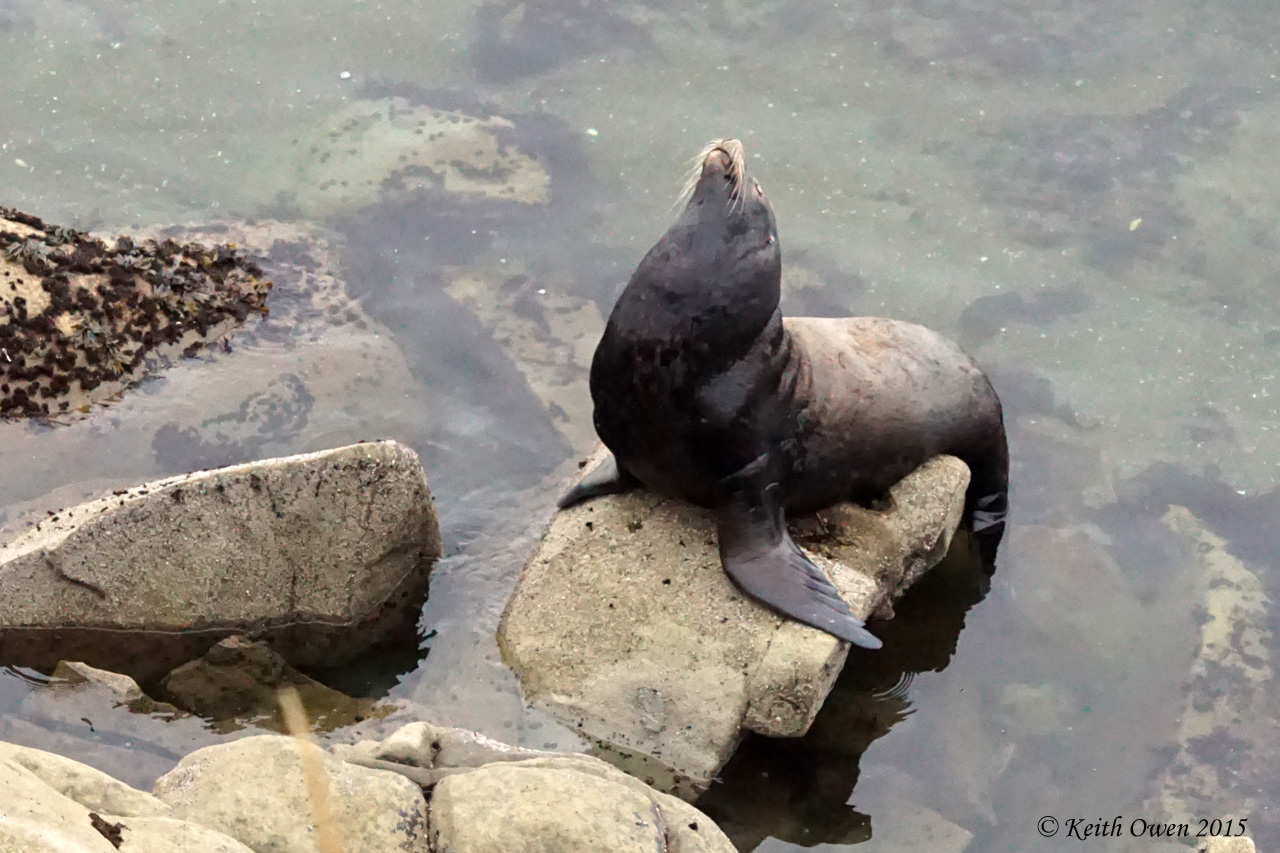 California Sea Lion