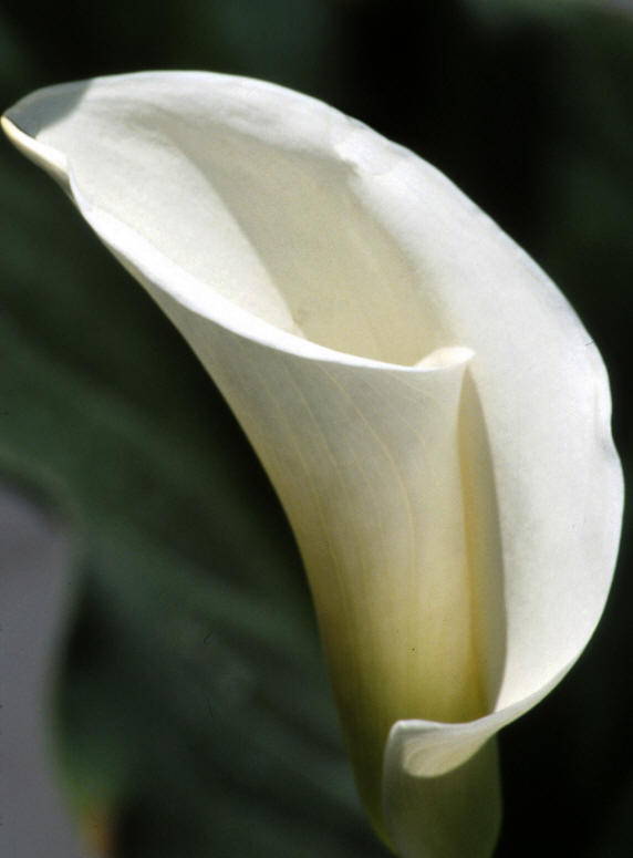 Calla Lily