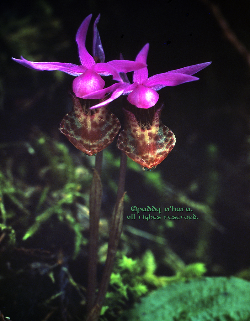 Calypso Orchid