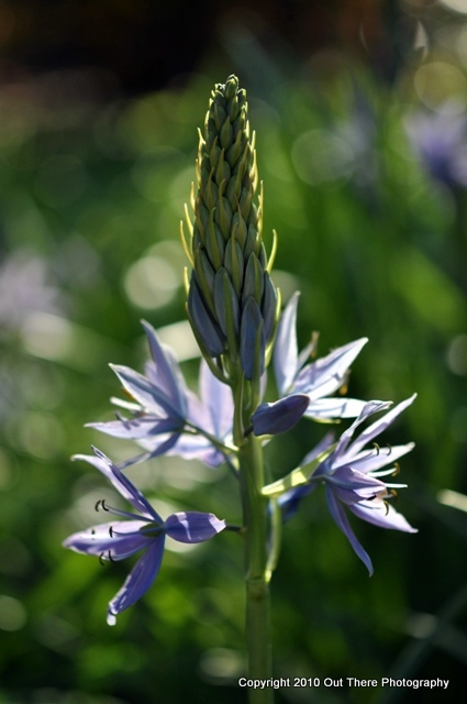 camas