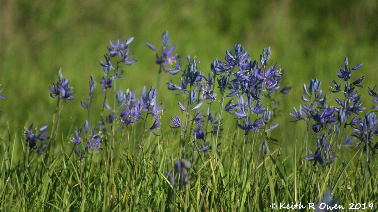 Camas