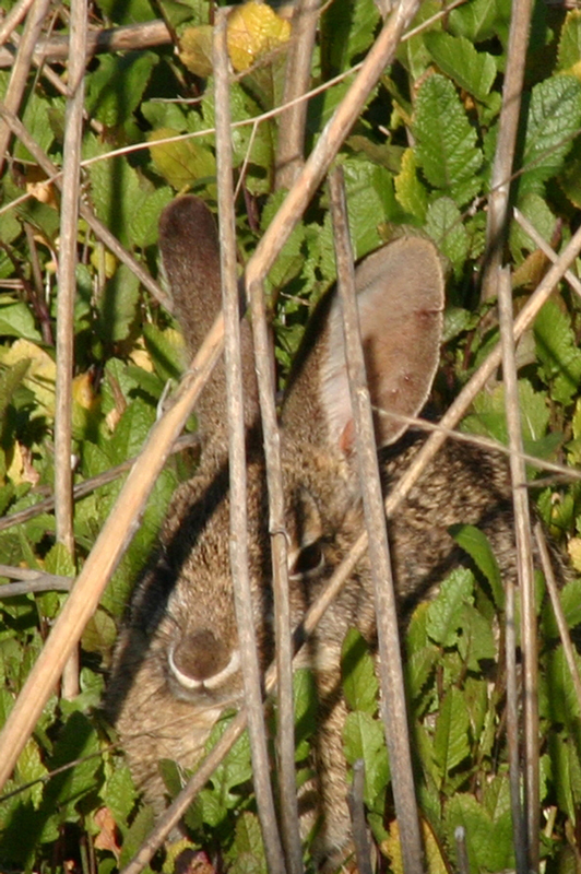 Camoflauged