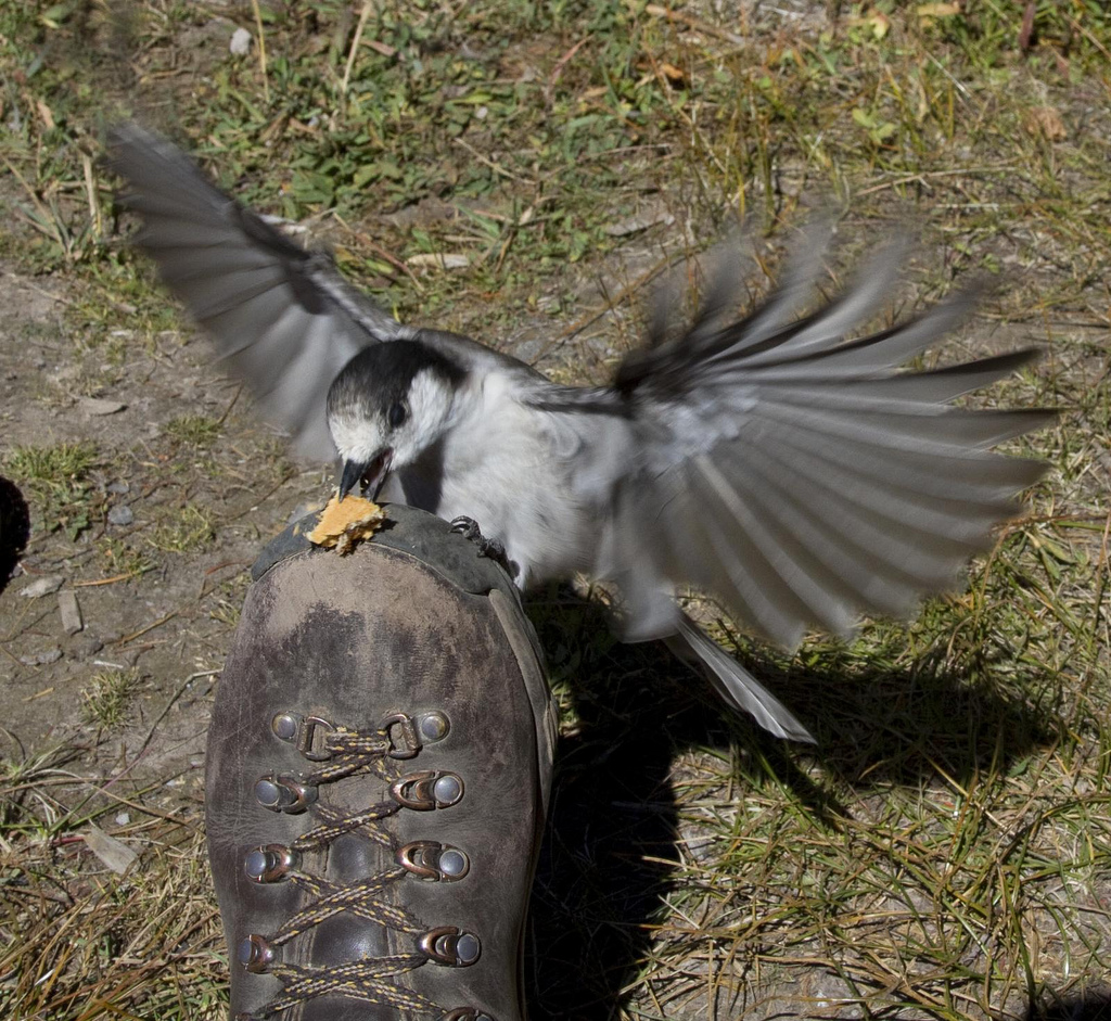 Camp Robber - AKA Grey Jay