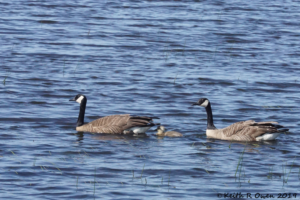 Canada Goose Family
