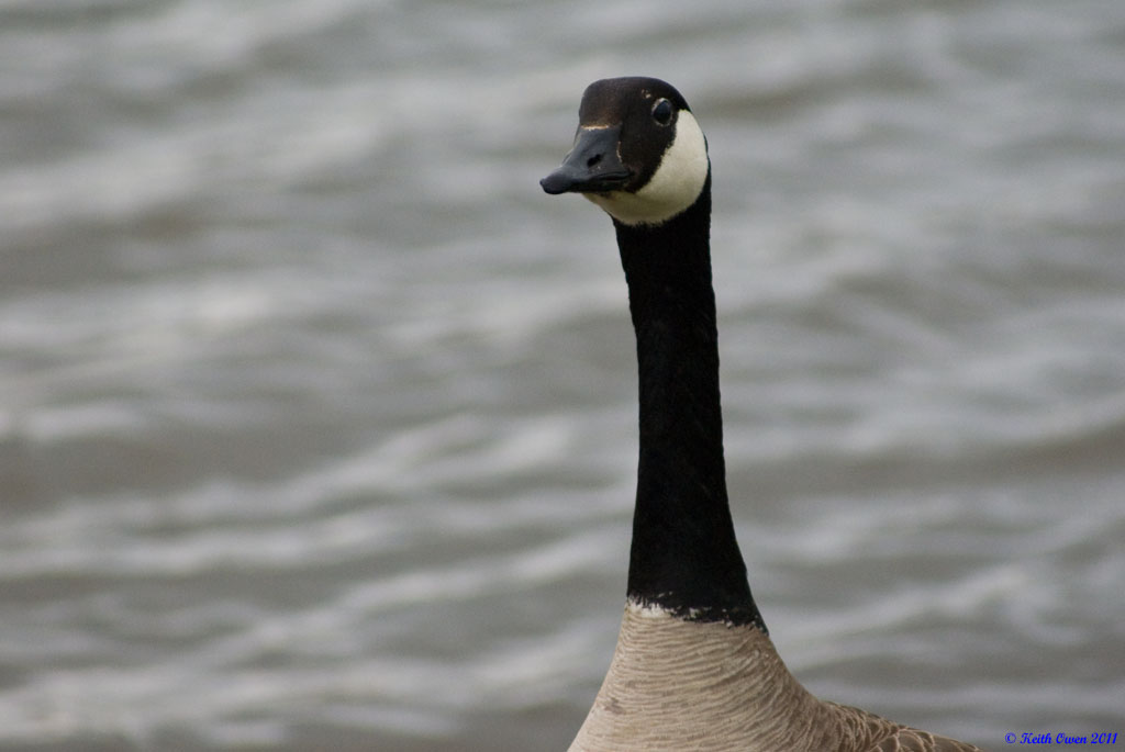 Canada Goose