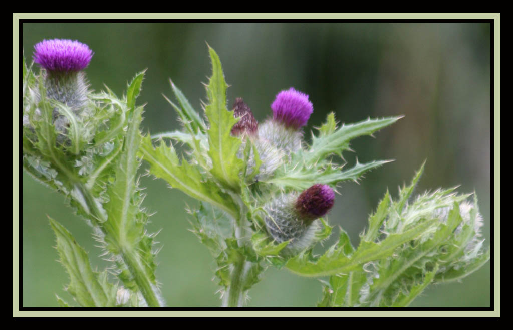 Canadian Thistle