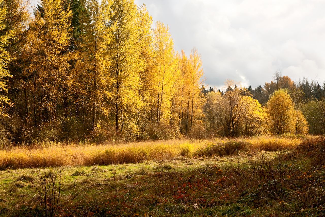 Canal Acres Natural Area