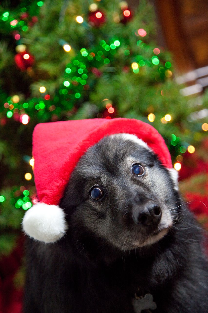 Can't party like a puppy anymore.