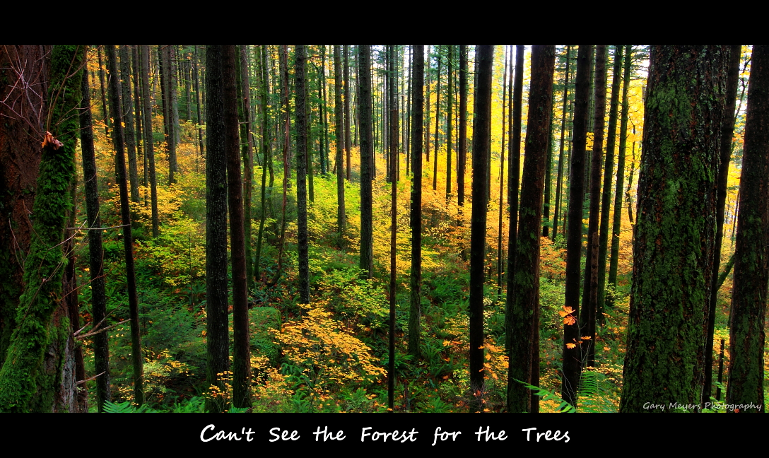 Can't see the forest threw all the trees