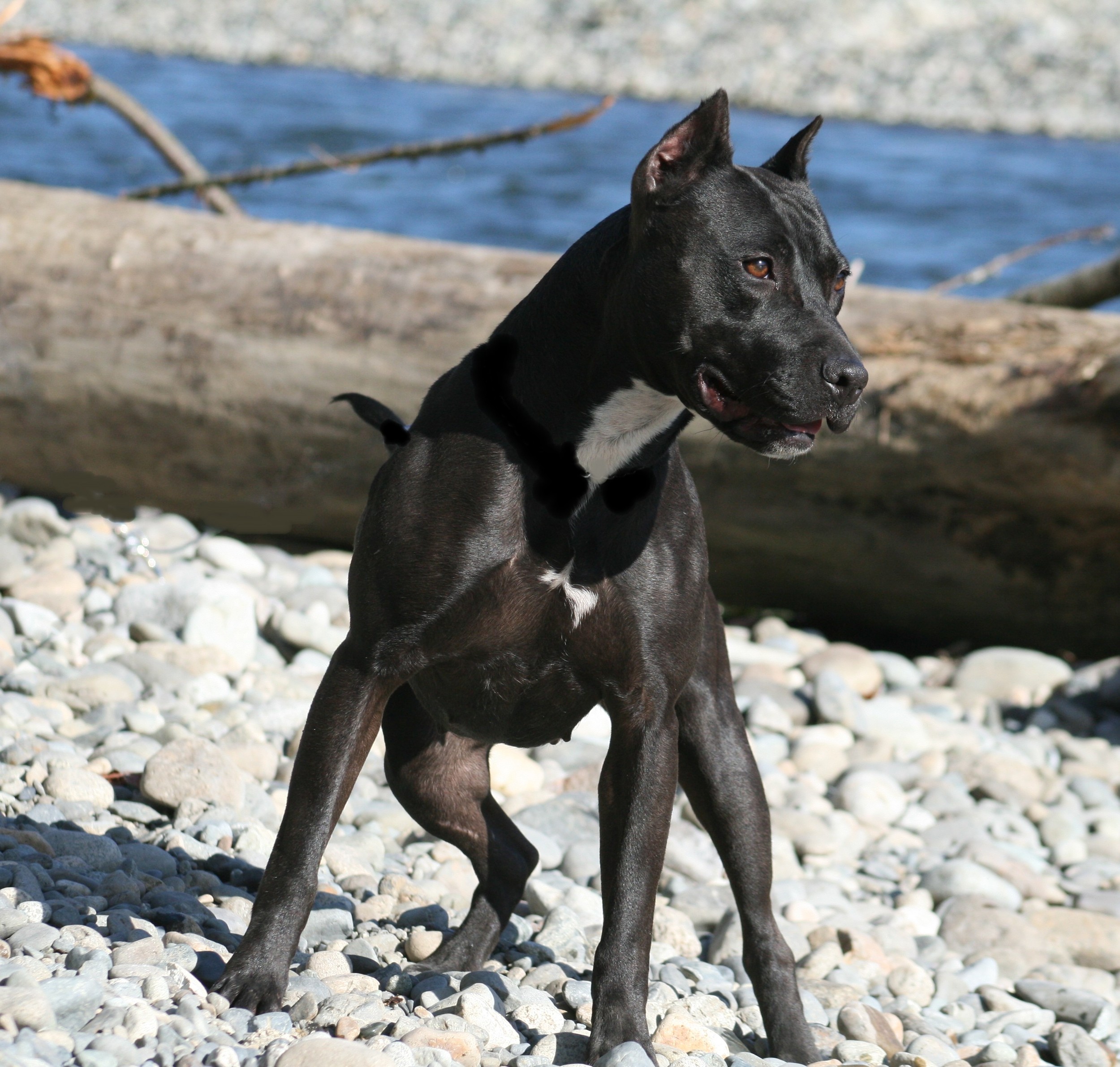 Caragan's Black Passion APBT