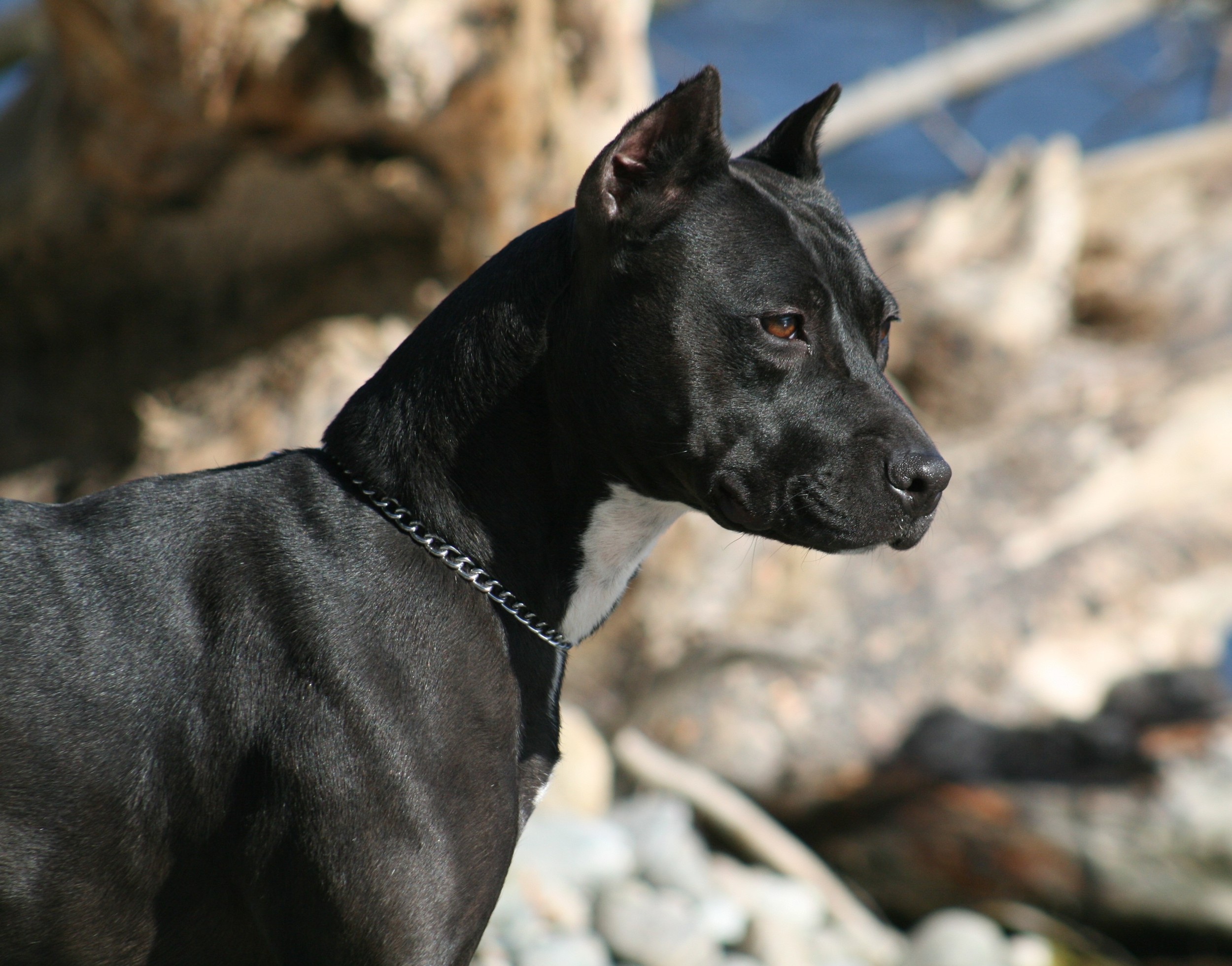 Caragan's Black Passion APBT