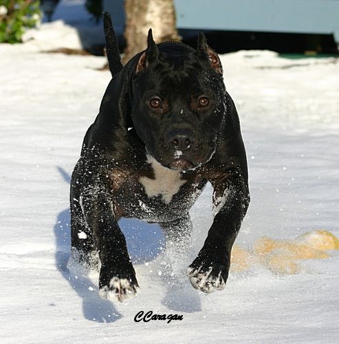 Caragan's Hitman