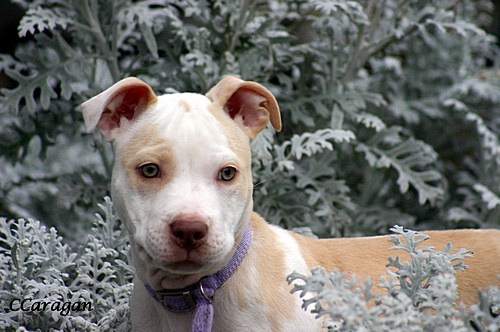Caragan's Karmalita AKA Lola