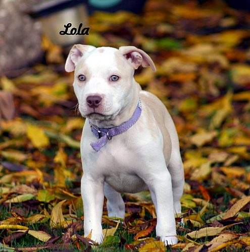 Caragan's Karmalita AKA Lola