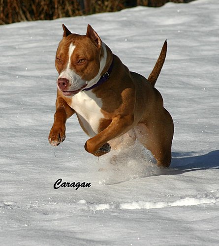 Caragan's Steel Xia Look-N