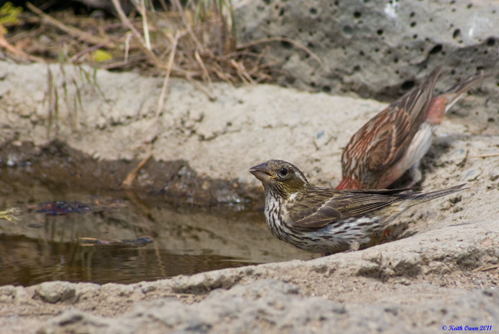 Cassin's Finch (female in the foreground)