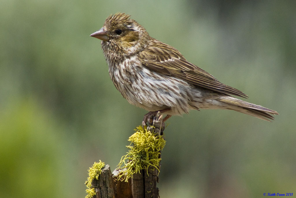 Cassin's Finch (female)