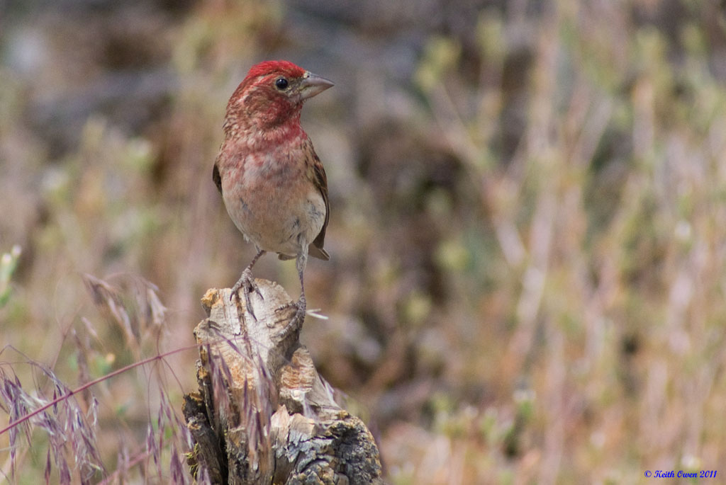 Cassin's Finch (male)