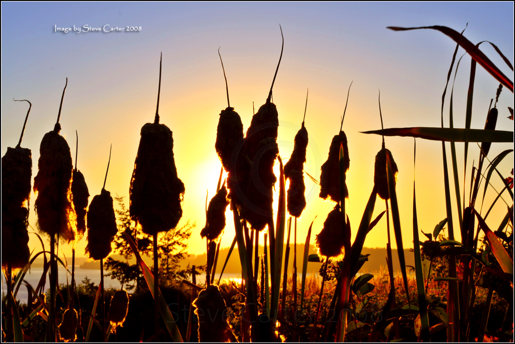 Cattail Sunset