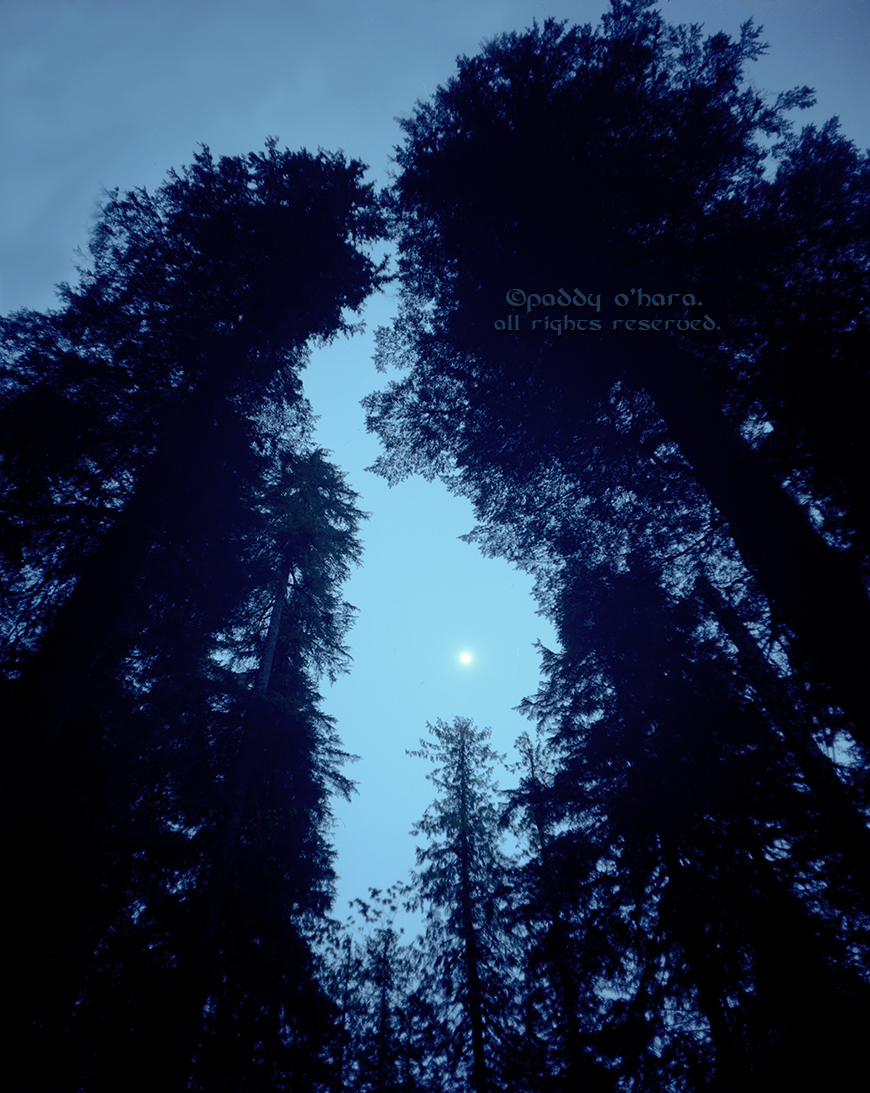 Cedar Flats By Moonlight, Opal Creek (from 4x5)