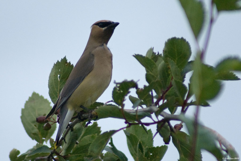 Cedar Waxing