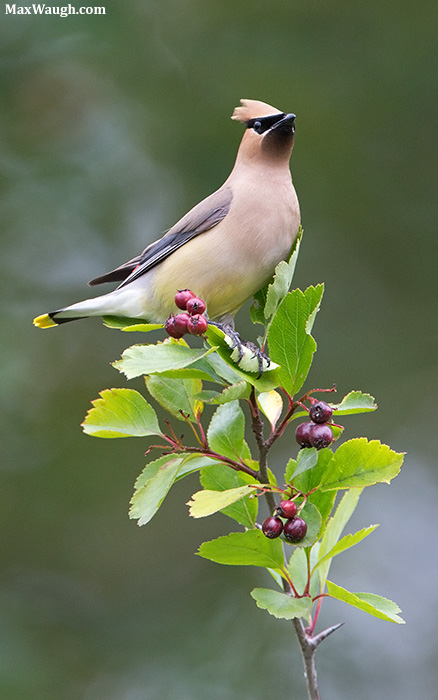 Cedar Waxwing