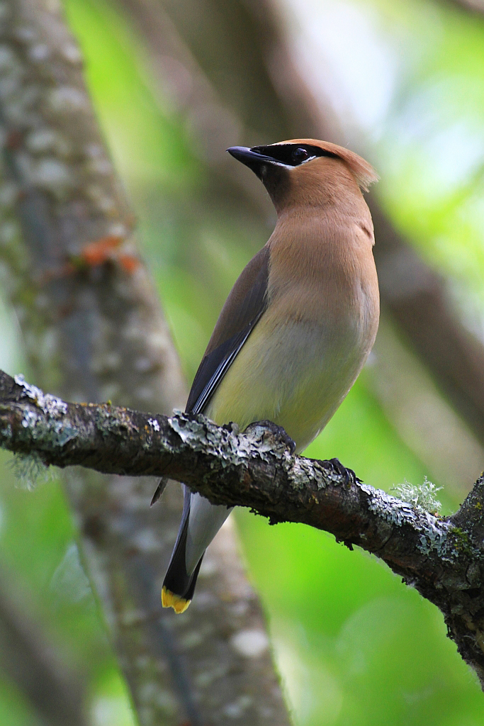 cedar waxwing
