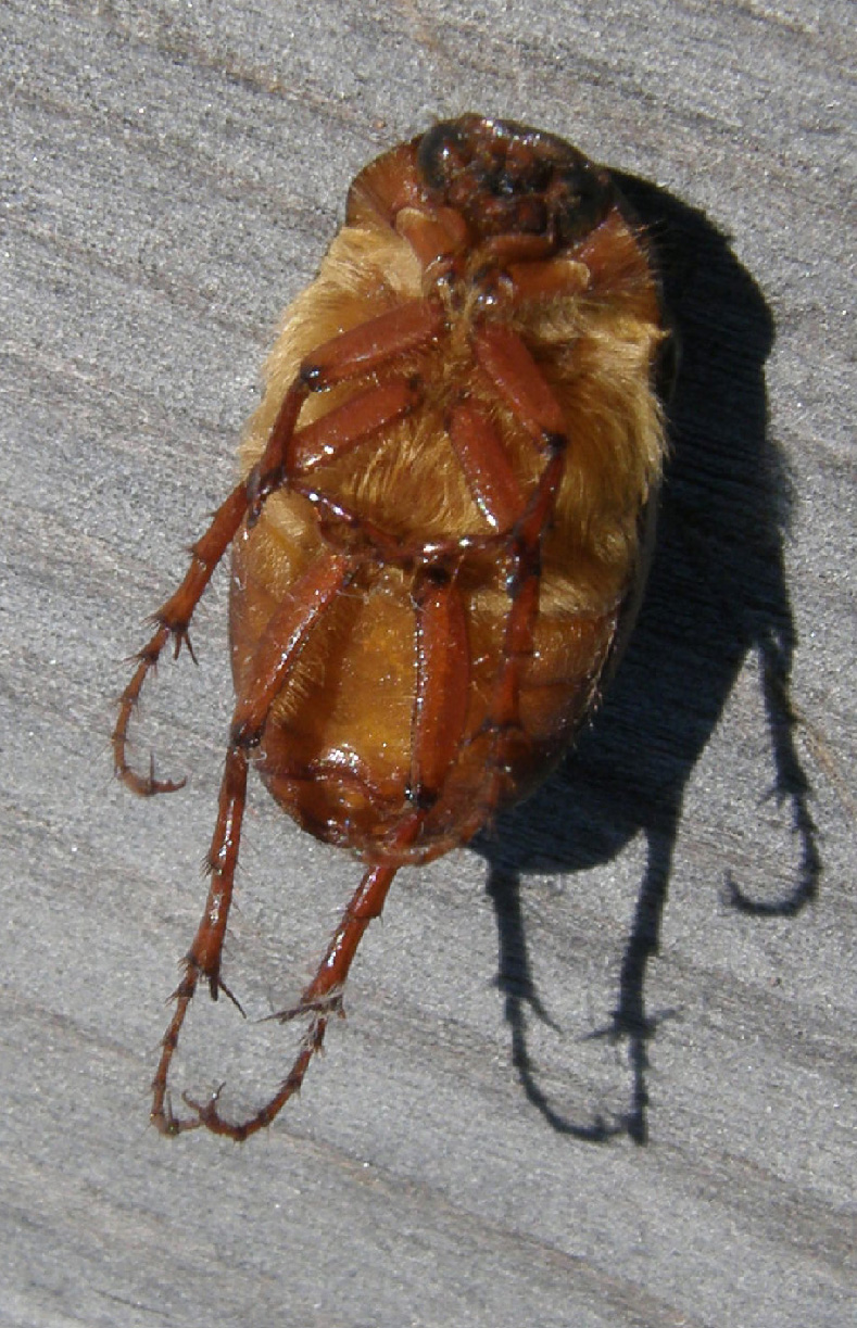 Chafer
