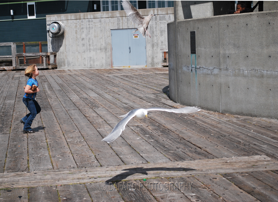 Chasing birds