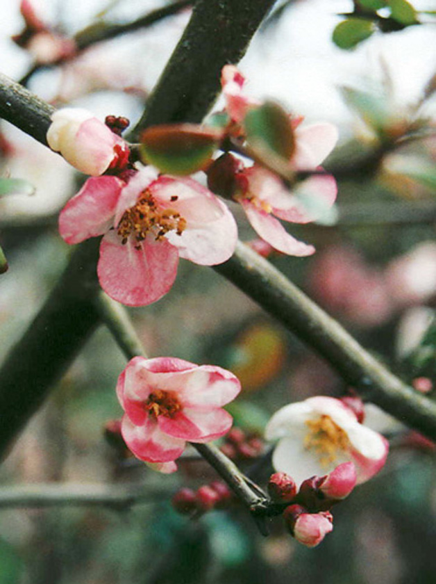 Cherry Bloosoms