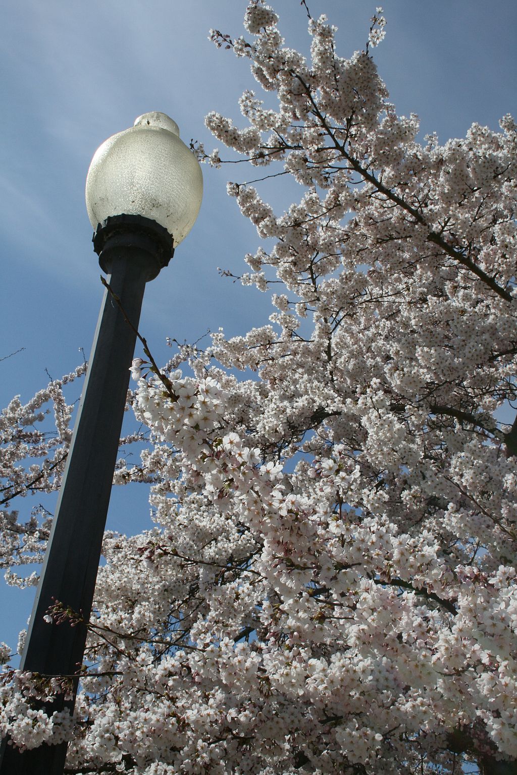 Cherry Blossoms in the City