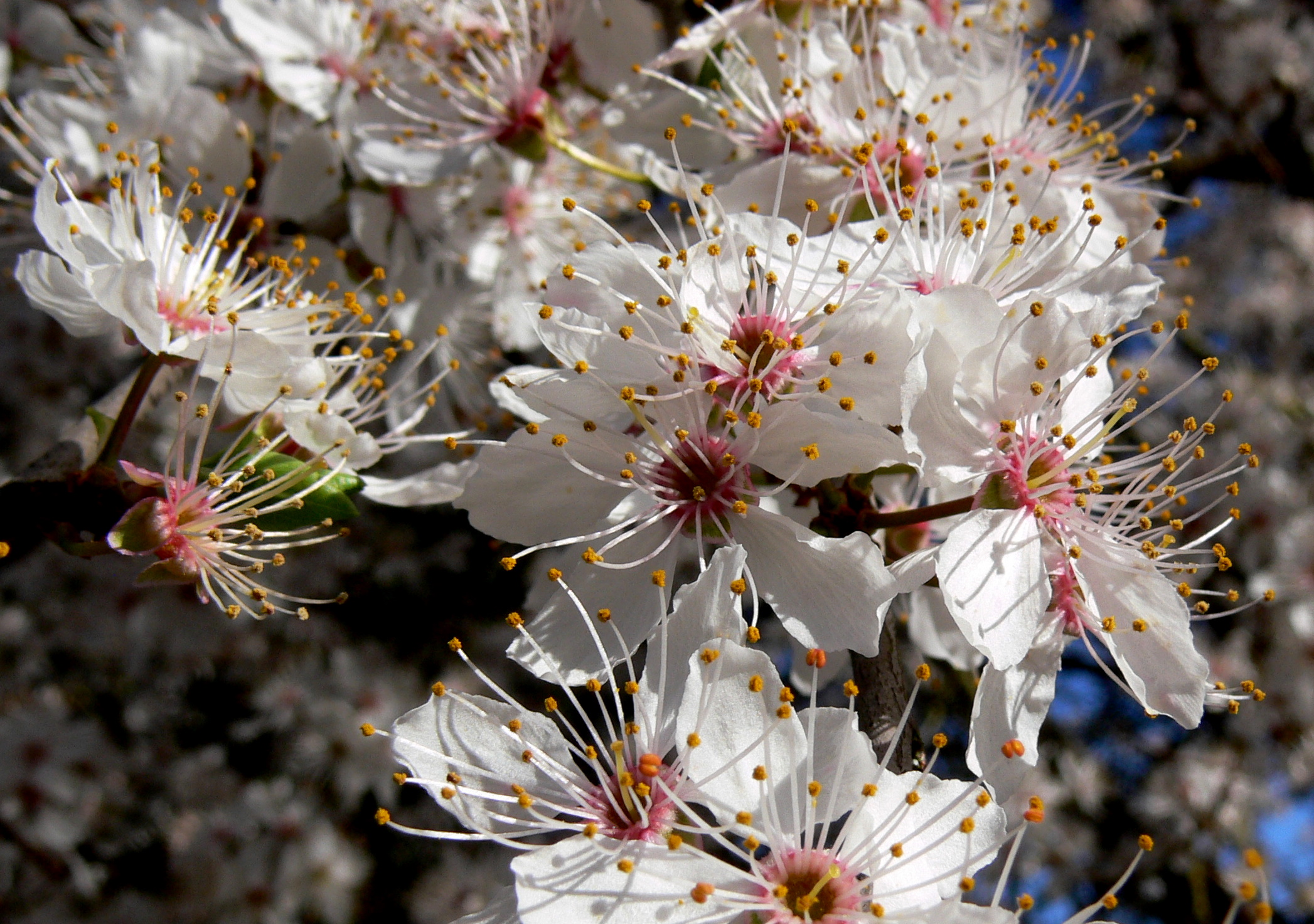 cherry blossoms