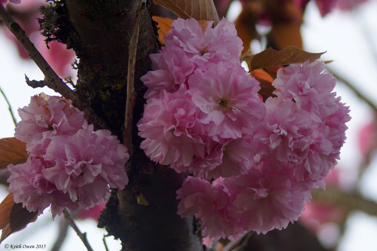 Cherry Blossoms